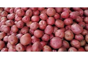 Fresh red potato from Bangladesh